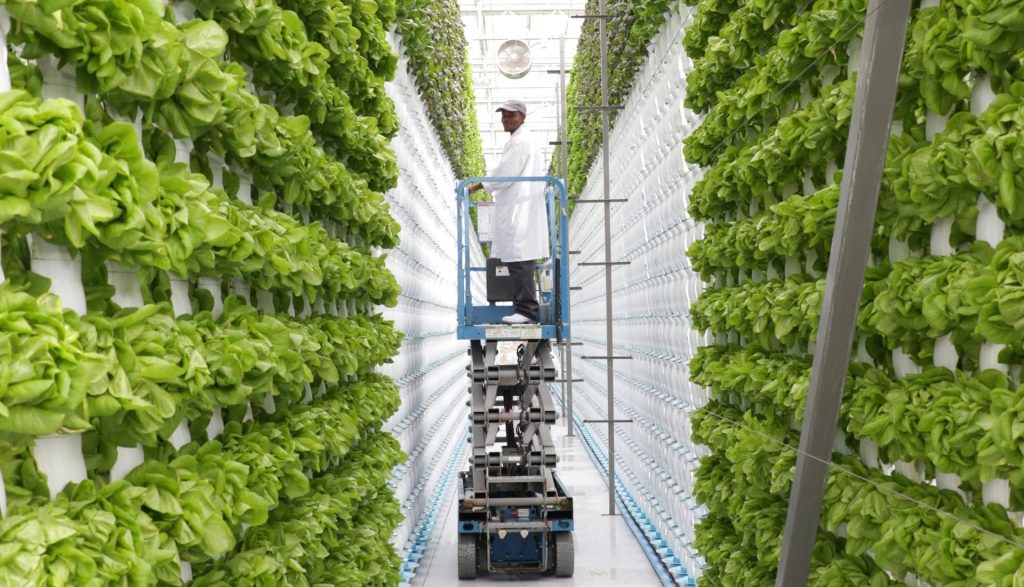 Sustainable Hydroponics: Cultivating a Greener Future Sustainability is no longer just a buzzword; it's a necessity. As our global population continues to grow and environmental challenges mount, the need for sustainable agricultural practices becomes increasingly critical. Hydroponics, a soil-less method of growing plants, offers a promising solution to some of these challenges. In this blog, we will explore the concept of sustainable hydroponics, its environmental benefits, and how it contributes to a greener and more food-secure future. For more information regarding hydroponic plant one can visit our site https://hydroponicglobal.com.au/. What is Sustainable Hydroponics? Sustainable hydroponics refers to the practice of cultivating plants without soil, using water-based nutrient solutions. Its sustainability lies in its ability to optimize resource use, reduce environmental impact, and enhance food security. Here's how: 1. Water Efficiency: Hydroponic systems recycle water, using up to 90% less water than traditional soil-based agriculture. This conservation is crucial in regions prone to drought. 2. Reduced Land Use: Hydroponics allows for vertical farming and compact systems, making it possible to grow more food in smaller spaces. This minimizes the need for extensive land use and deforestation. 3. Controlled Environment: Hydroponic systems operate indoors or in greenhouses, providing ideal conditions for plant growth. This reduces the need for pesticides and herbicides while mitigating the effects of extreme weather. 4. Nutrient Precision: Hydroponics offers precise control over nutrient delivery to plants. This prevents over-fertilization, nutrient runoff, and soil degradation. 5. Year-Round Cultivation: Hydroponic systems can operate year-round, ensuring a continuous food supply regardless of seasonal limitations. 6. Local Production: By enabling urban and indoor farming, hydroponics reduces the carbon footprint associated with long-distance food transportation. Sustainability Initiatives in Hydroponics Several initiatives and practices make hydroponics even more sustainable: 1. Organic Hydroponics: Organic hydroponics focuses on using organic nutrient solutions and sustainable growing mediums to cultivate crops without synthetic chemicals. 2. Renewable Energy Integration: Some hydroponic farms integrate renewable energy sources such as solar and wind power to reduce their environmental impact further. 3. Closed-Loop Systems: Closed-loop hydroponic systems recycle and reuse water and nutrients, minimizing waste and resource consumption. 4. Integrated Pest Management (IPM): Sustainable hydroponic farms often employ IPM strategies, which rely on beneficial insects and non-chemical methods to control pests. 5. Research and Innovation: Ongoing research seeks to improve hydroponic systems, making them even more efficient and sustainable. Benefits of Sustainable Hydroponics 1. Resource Conservation: Sustainable hydroponics conserves water, land, and nutrients, addressing critical resource scarcity issues. 2. Environmental Protection: It reduces the negative environmental impacts associated with traditional agriculture, such as soil erosion and water pollution. 3. Food Security: By enabling year-round production in various climates, hydroponics contributes to global food security. 4. Community Engagement: Hydroponic farms can engage local communities, providing fresh produce and educational opportunities. 5. Resilience: Controlled environments are more resilient to climate change and extreme weather events, ensuring consistent crop yields. Conclusion: Sustainable hydroponics embodies the principles of efficiency, resource conservation, and environmental responsibility. As the world faces mounting challenges related to water scarcity, land use, and food security, sustainable hydroponics offers a compelling path forward. By minimizing resource waste, reducing environmental impact, and providing fresh, locally grown produce year-round, it holds the potential to transform the future of agriculture and contribute to a greener, more sustainable world.