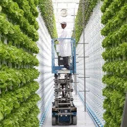 Sustainable Hydroponics: Cultivating a Greener Future Sustainability is no longer just a buzzword; it's a necessity. As our global population continues to grow and environmental challenges mount, the need for sustainable agricultural practices becomes increasingly critical. Hydroponics, a soil-less method of growing plants, offers a promising solution to some of these challenges. In this blog, we will explore the concept of sustainable hydroponics, its environmental benefits, and how it contributes to a greener and more food-secure future. For more information regarding hydroponic plant one can visit our site https://hydroponicglobal.com.au/. What is Sustainable Hydroponics? Sustainable hydroponics refers to the practice of cultivating plants without soil, using water-based nutrient solutions. Its sustainability lies in its ability to optimize resource use, reduce environmental impact, and enhance food security. Here's how: 1. Water Efficiency: Hydroponic systems recycle water, using up to 90% less water than traditional soil-based agriculture. This conservation is crucial in regions prone to drought. 2. Reduced Land Use: Hydroponics allows for vertical farming and compact systems, making it possible to grow more food in smaller spaces. This minimizes the need for extensive land use and deforestation. 3. Controlled Environment: Hydroponic systems operate indoors or in greenhouses, providing ideal conditions for plant growth. This reduces the need for pesticides and herbicides while mitigating the effects of extreme weather. 4. Nutrient Precision: Hydroponics offers precise control over nutrient delivery to plants. This prevents over-fertilization, nutrient runoff, and soil degradation. 5. Year-Round Cultivation: Hydroponic systems can operate year-round, ensuring a continuous food supply regardless of seasonal limitations. 6. Local Production: By enabling urban and indoor farming, hydroponics reduces the carbon footprint associated with long-distance food transportation. Sustainability Initiatives in Hydroponics Several initiatives and practices make hydroponics even more sustainable: 1. Organic Hydroponics: Organic hydroponics focuses on using organic nutrient solutions and sustainable growing mediums to cultivate crops without synthetic chemicals. 2. Renewable Energy Integration: Some hydroponic farms integrate renewable energy sources such as solar and wind power to reduce their environmental impact further. 3. Closed-Loop Systems: Closed-loop hydroponic systems recycle and reuse water and nutrients, minimizing waste and resource consumption. 4. Integrated Pest Management (IPM): Sustainable hydroponic farms often employ IPM strategies, which rely on beneficial insects and non-chemical methods to control pests. 5. Research and Innovation: Ongoing research seeks to improve hydroponic systems, making them even more efficient and sustainable. Benefits of Sustainable Hydroponics 1. Resource Conservation: Sustainable hydroponics conserves water, land, and nutrients, addressing critical resource scarcity issues. 2. Environmental Protection: It reduces the negative environmental impacts associated with traditional agriculture, such as soil erosion and water pollution. 3. Food Security: By enabling year-round production in various climates, hydroponics contributes to global food security. 4. Community Engagement: Hydroponic farms can engage local communities, providing fresh produce and educational opportunities. 5. Resilience: Controlled environments are more resilient to climate change and extreme weather events, ensuring consistent crop yields. Conclusion: Sustainable hydroponics embodies the principles of efficiency, resource conservation, and environmental responsibility. As the world faces mounting challenges related to water scarcity, land use, and food security, sustainable hydroponics offers a compelling path forward. By minimizing resource waste, reducing environmental impact, and providing fresh, locally grown produce year-round, it holds the potential to transform the future of agriculture and contribute to a greener, more sustainable world.